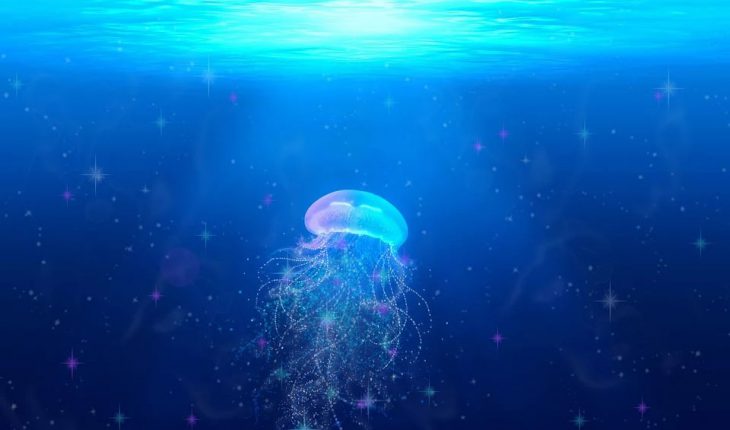 Morska osa – najopasnija meduza na svetu