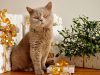 Britanska kratkodlaka mačka – osobine, karakter, nega i ishrana
