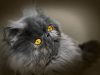 Persijska mačka – poreklo, osobine, karakter, nega i ishrana