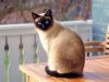 Sijamska mačka – osobine, karakter, nega i ishrana
