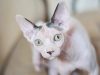 Sfinks – mačka bez dlake