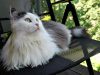 Sibirska mačka – poreklo, osobine, karakter, nega i ishrana