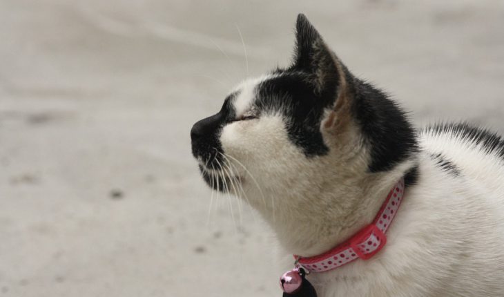 Ogrlice za mačke – vodič za odabir, saveti i cena
