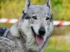 Čehoslovački vučji pas – osobine, karakter, štenci i cena