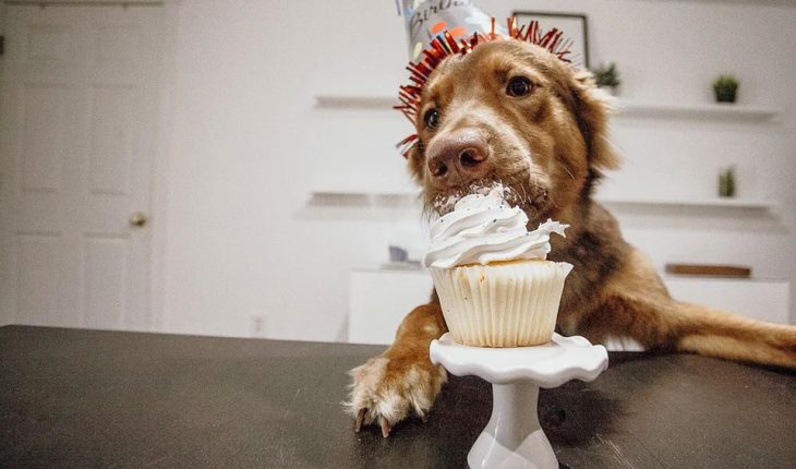 Poslastice i torte za pse – recepti i saveti