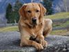 Labrador retriver – osobine, karakter, nega i ishrana