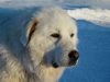Pirinejski planinski pas – osobine, karakter, štenci i cena