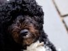 Portugalski vodeni pas – osobine, karakter, štenci i cena